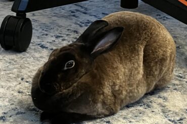 loaf, nearly perfect form