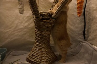 4 week old bun likes their new tree