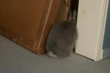 Dudley making an escape after committing unspeakable crimes (he flipped his water bowl)