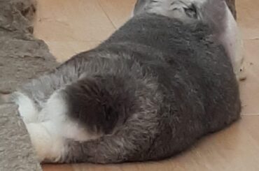 Fatty noodle has a lazy day