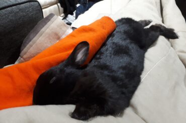 Smol bunny blanket