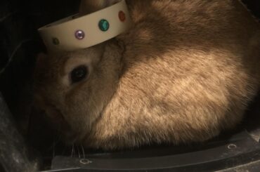 This is the king of ALL the toasts