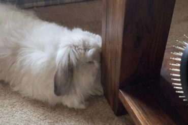 Ahh yes, just the pillow I was looking for…