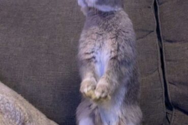 Bouncing on the couch