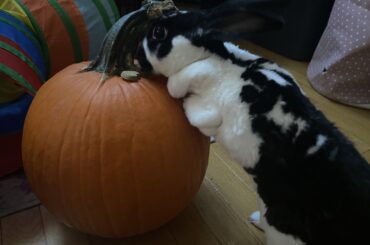 throwback to punkin bun 🖤💗