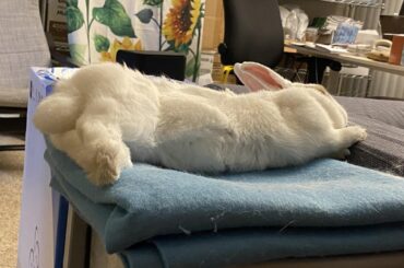 He flopped on his throne!!!