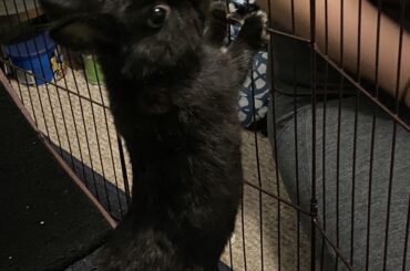 Corduroy really going above and beyond for that kale