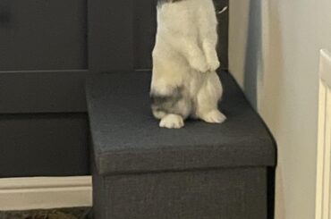 I’m the king of the castle and u hooman are a dirty rascal!