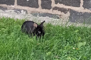 sorry, just sum grass.