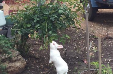 Frodo Hoppins back at it again with the forbidden snacks