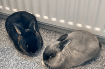 Gotta warm those bunny butts for maximum coziness