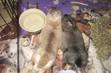 aerial shot of two noodles