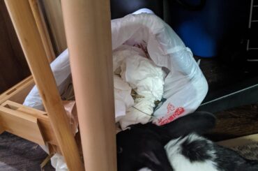 The first time I thought it was an accident, the second time I thought it was in his way, the third time I realized he smelled the apple core and has no shame. 🤦‍♀️