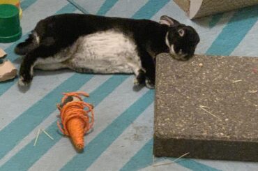 Binny relaxing