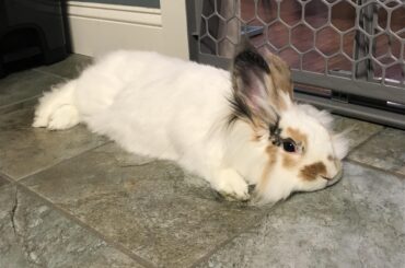 Big flat Hilde-noodle