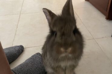 A few pictures of Walnut my baby standing up