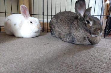 Westley and Norma are two sweet loaves
