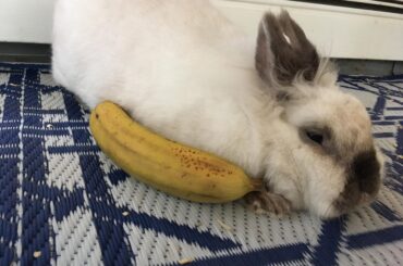 A rather large lagoloaf, (banana for scale)