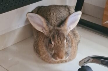 Where did his legs go?