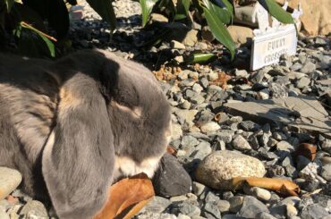 A wild Olga soaking up some sunshine while taking a gravel nap by the “Bunny Crossing”. *swipe to see what it looks like when you type the above caption into an AI art processor*