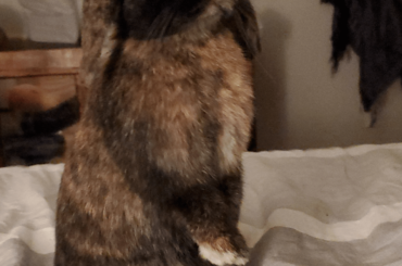 must.protecc.LETTUCE