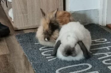 Nice little loaves 🍞