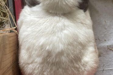 my bf said bear is almost as wide as she is long.