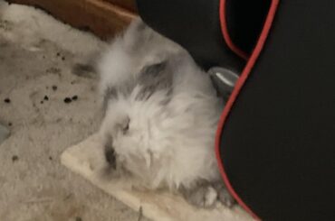 My very silly buns…