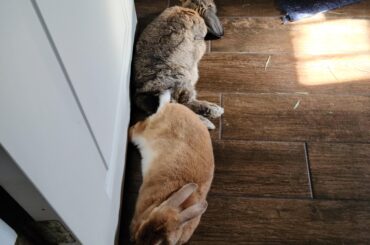 Butt to butt noodles