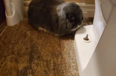 Toilet loaf