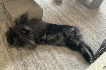 I know I post too often but she’s always in noodle mode :’)