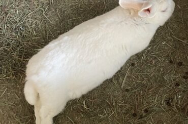 my pudgy noodle Freya