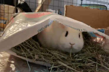 She gotted me (x-post r/Rabbits)