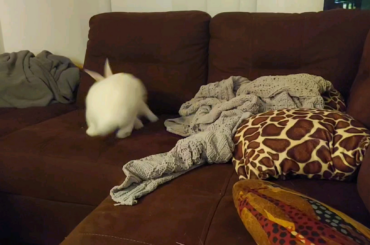 She saw her best friend; a giraffe pillow pet.