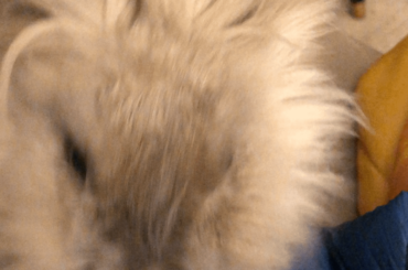 Stop petting me and I’ll destroy your favorite blanket!!!