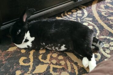 she likes to sleep near me between the couch and coffee table