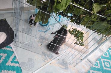 Leaves are delicious