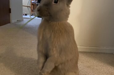 His lil paws get me everytime