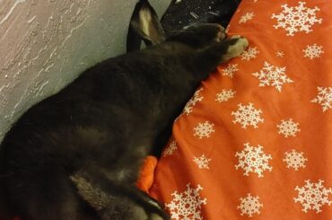 Halligan almost flopped fully