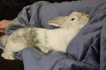 Snugglebun 🥰