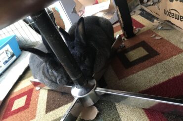 Pleasantly sandwiched between the metal legs of the ottoman.