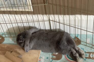 Noodled after demolishing her hay