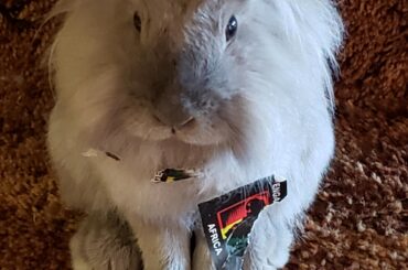 She ripped a sticker off a banjo case and then got it stuck to her fur. (x-post r/Rabbits)