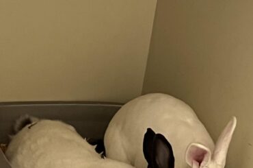They have separate litter boxes, but prefer to share one