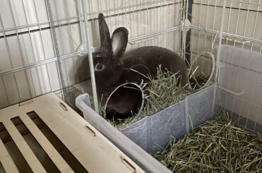 Time to refill the hay box I guess (she’s not stuck)