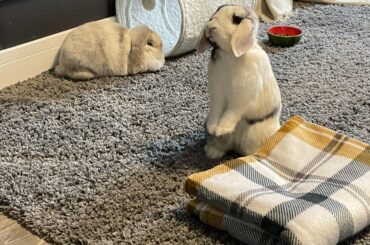 Oi hooman where the hek are my bloody treats?!