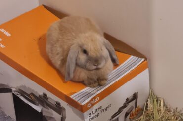 My new loaf seems to be rising well