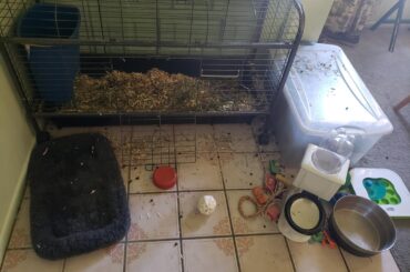 Cocoa got bored and made a big mess, (she proceeded to attack the broom when I later cleaned it 🙄)