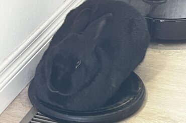 We put a weight on the vent to stop Luna from lifting it out, so she decided the weight was her new favorite spot