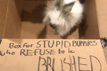 a very stupid bunny indeed